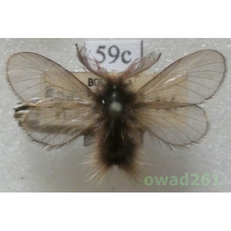 Ptilocephala muscella (Denis & Schiffermüller, 1775) Czech59c